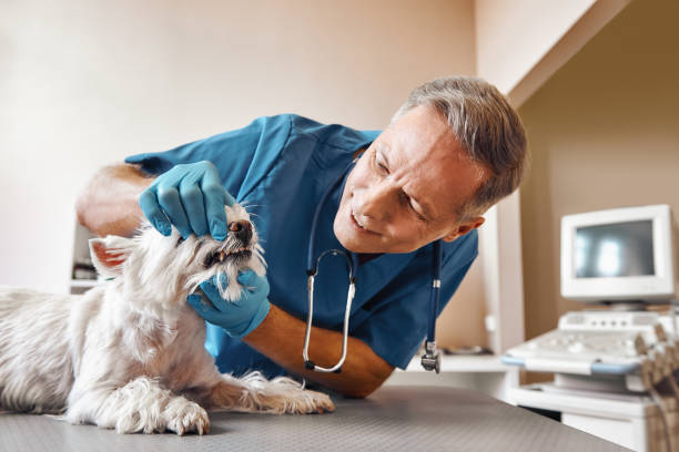 Best Dentist for Tooth Abscess  in Wolfhurst, OH